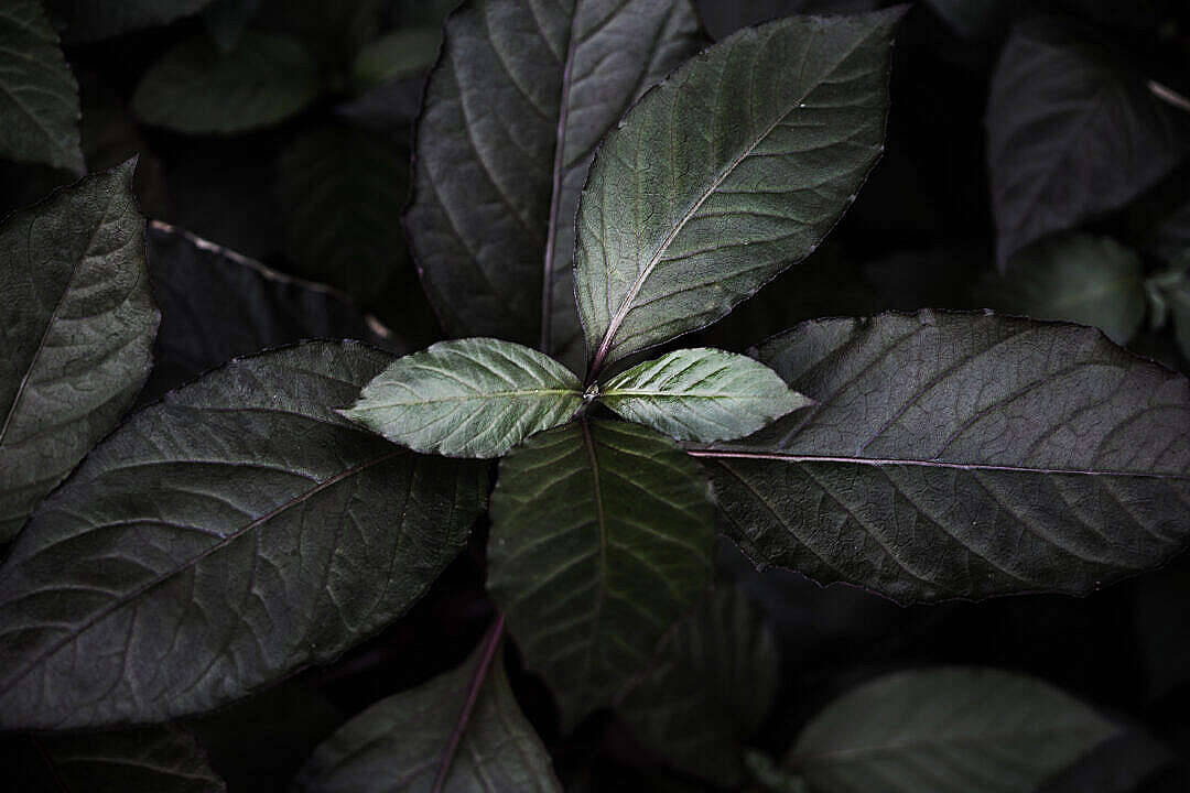 Dark Theme, tropical leaves, dark green leaves, SD Desktop Wallpaper
