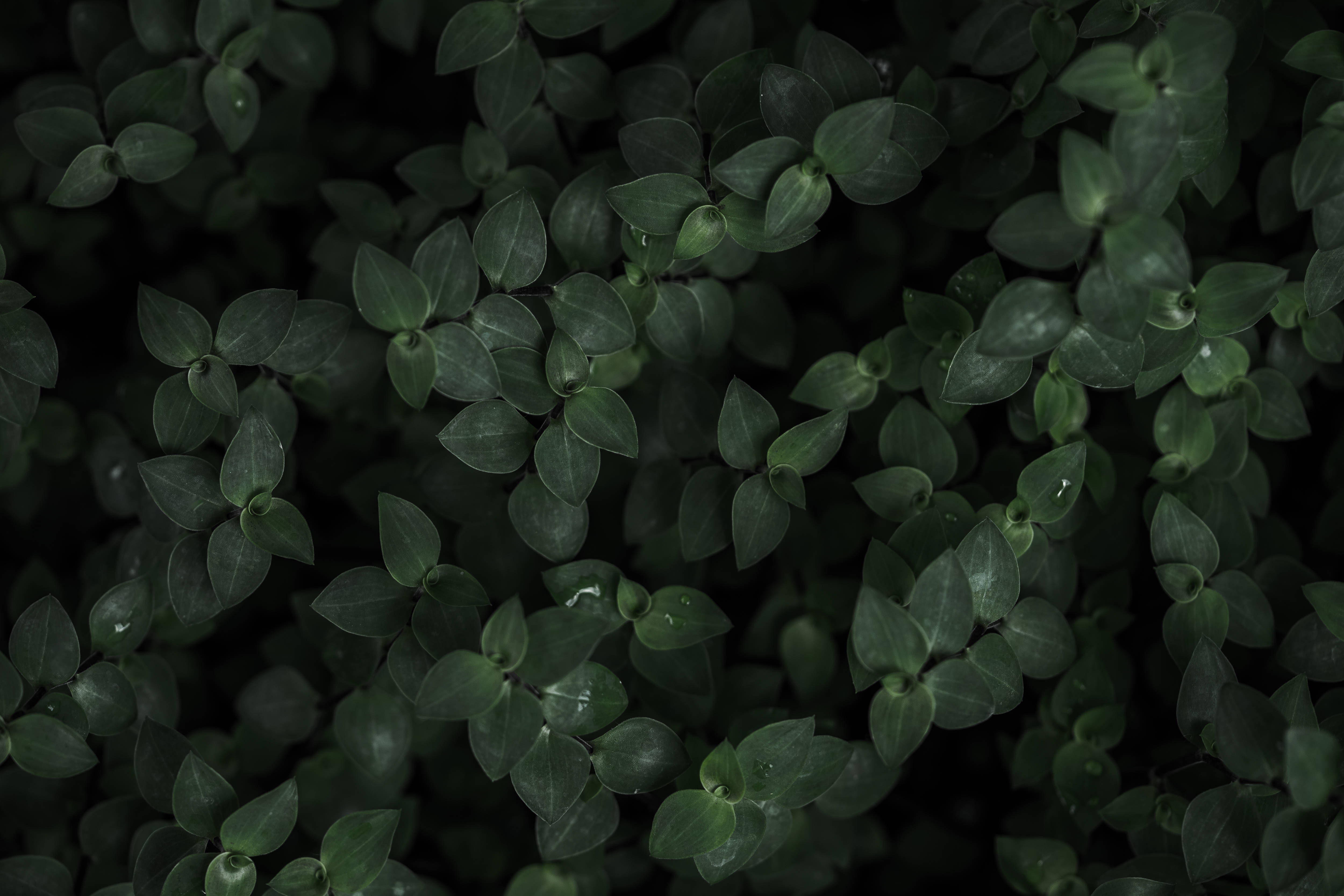 dark trippy plants, dark green leaves, water droplets, 4K Desktop Wallpaper