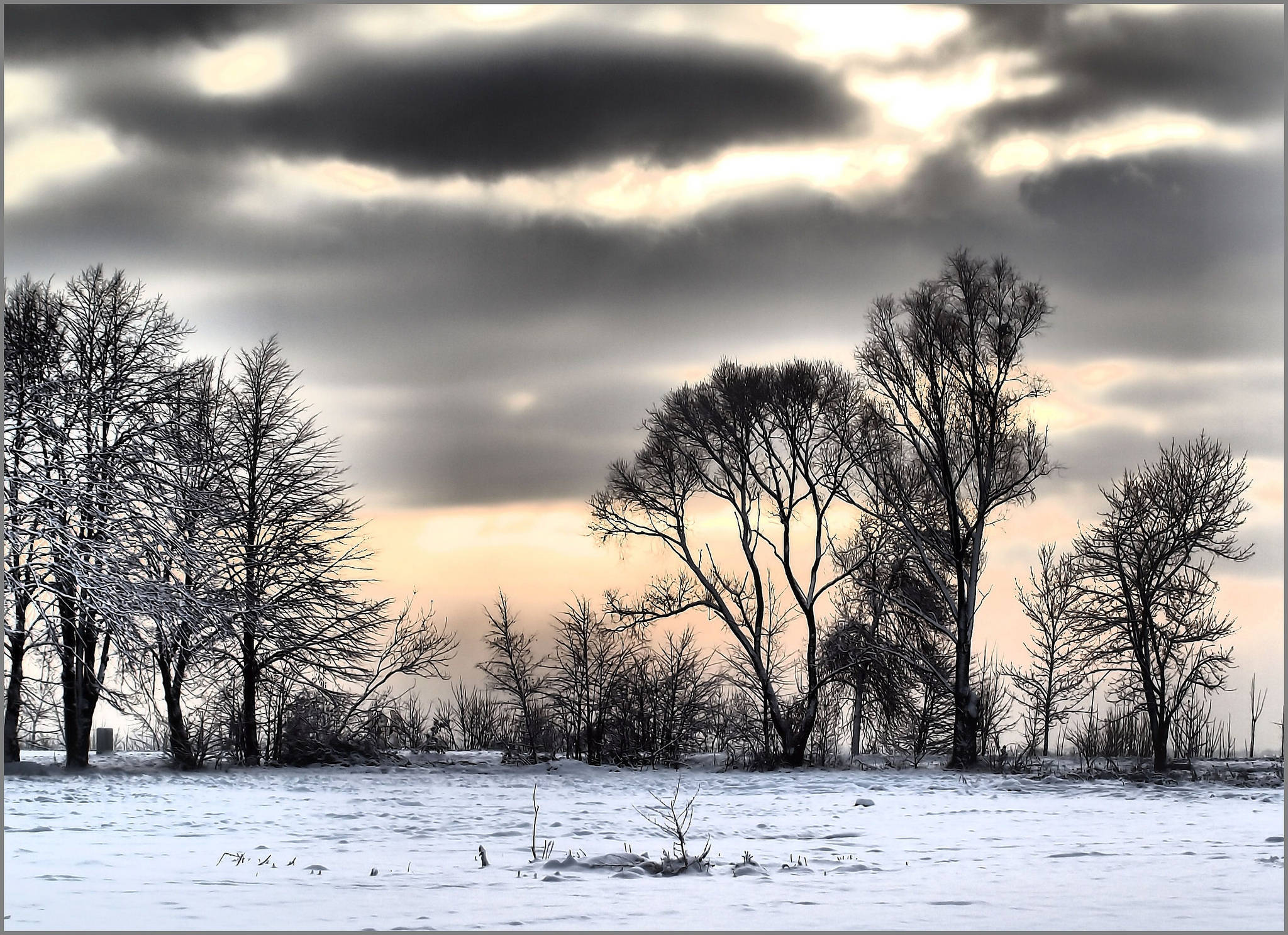 Gloomy Winter, snow, field of bare trees, Full HD Desktop Wallpaper