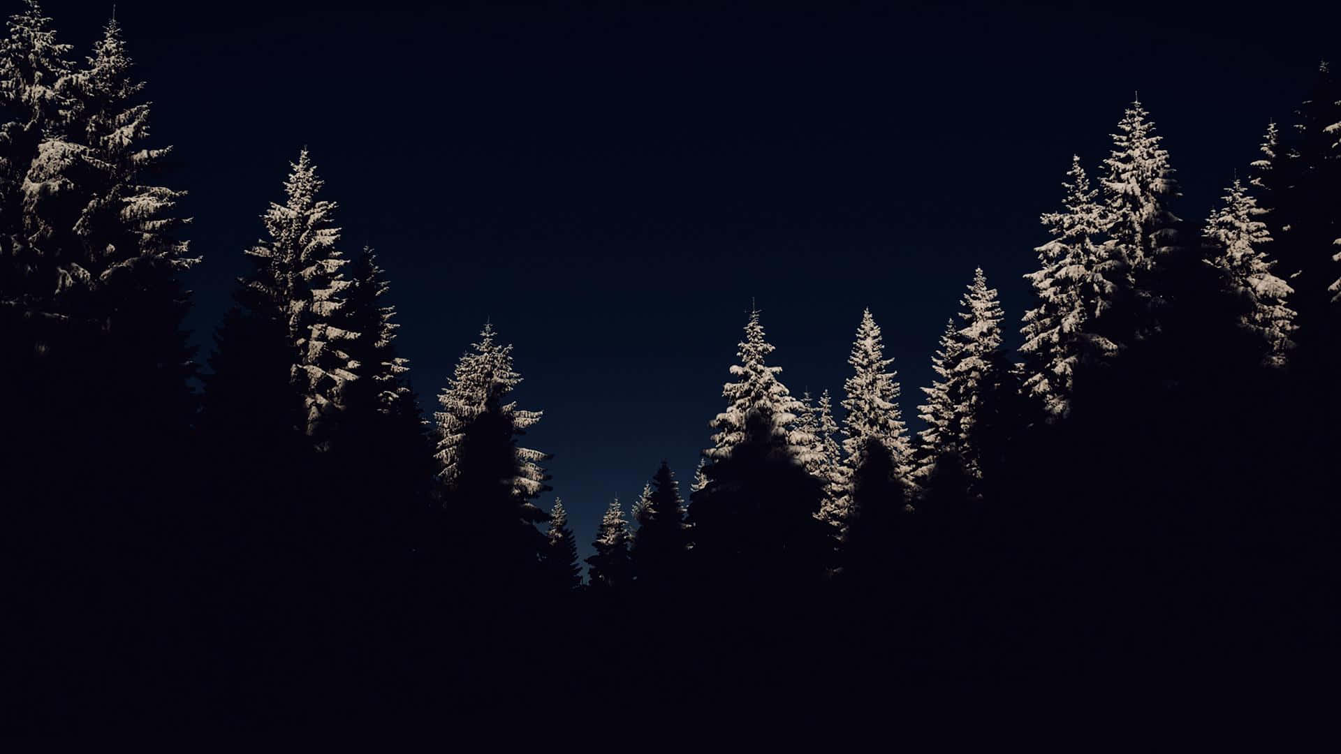 winter night, snow-dusted pine trees, deep night sky, Full HD Desktop Wallpaper