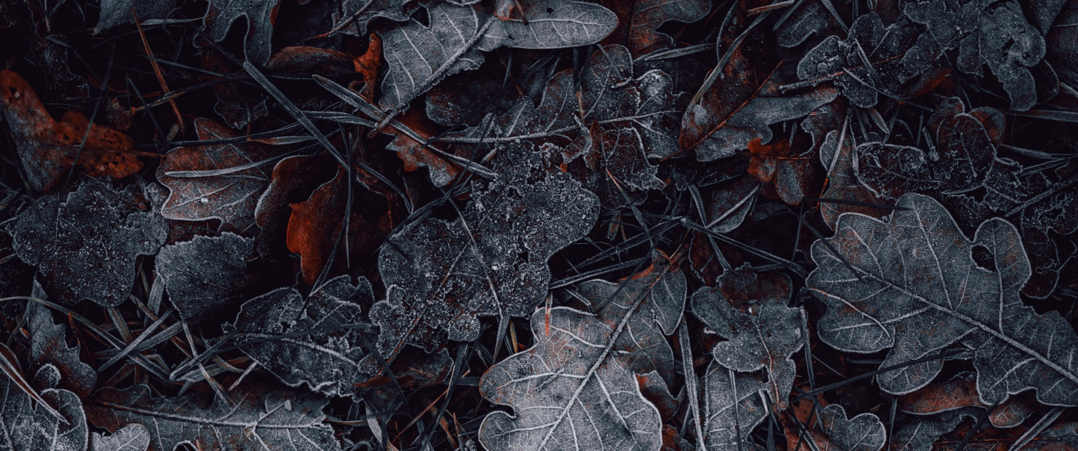 frost-covered oak leaves, twigs, deep shadow, 2K Desktop Wallpaper