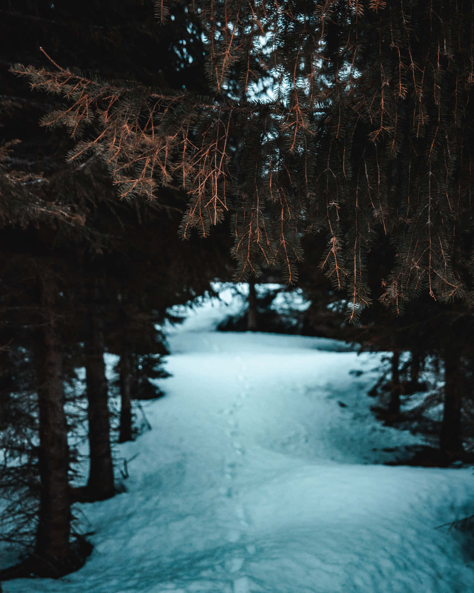 snowy forest pathway, evergreen trees, dim twilight sky, Full HD Phone Wallpaper