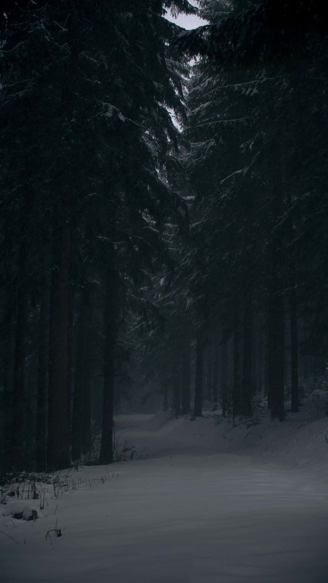 Dark Winter Forest Path, snow path, dense dark forest, Full HD Phone Wallpaper