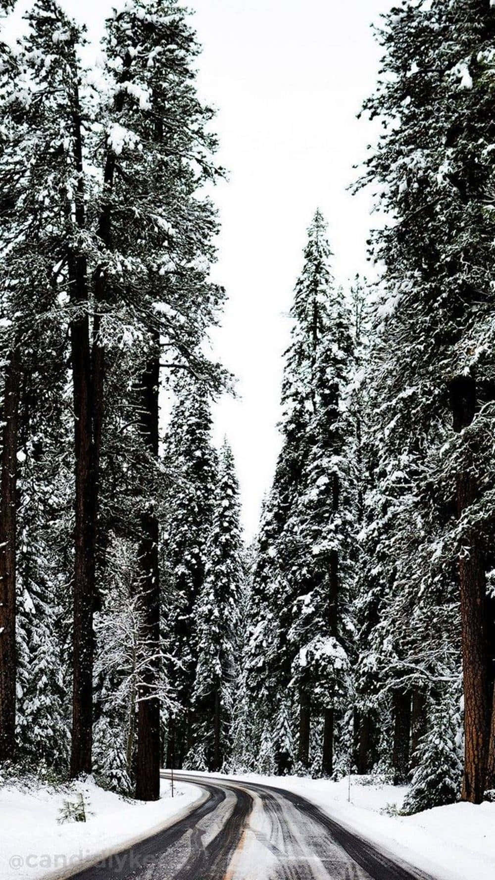 snowy forest road, dense forest, snow-laden evergreen trees, HD Phone Wallpaper