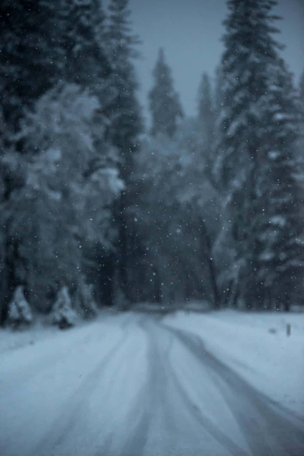 snowy forest road, tall evergreens, gray sky, HD Phone Wallpaper