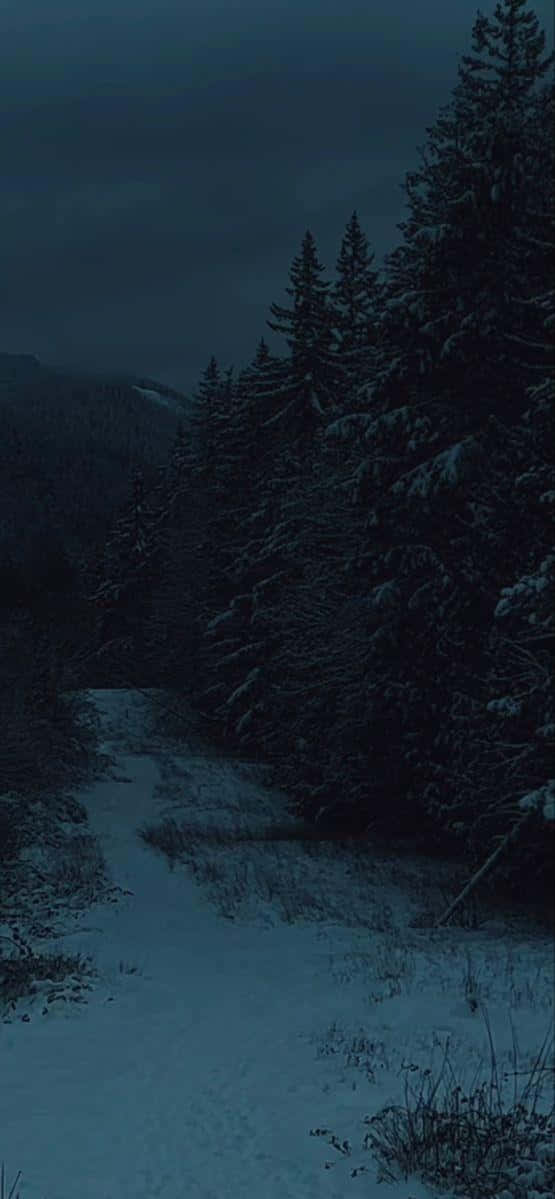 Dark Winter Forest Path, snow path, dense evergreen trees, SD Phone Wallpaper