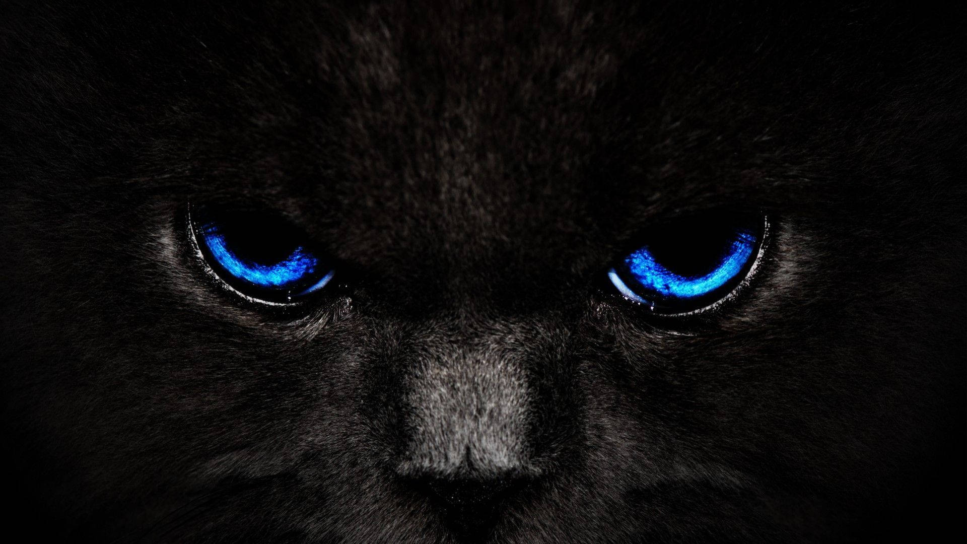 black cat, glowing electric blue eyes, close-up, Full HD Desktop Wallpaper