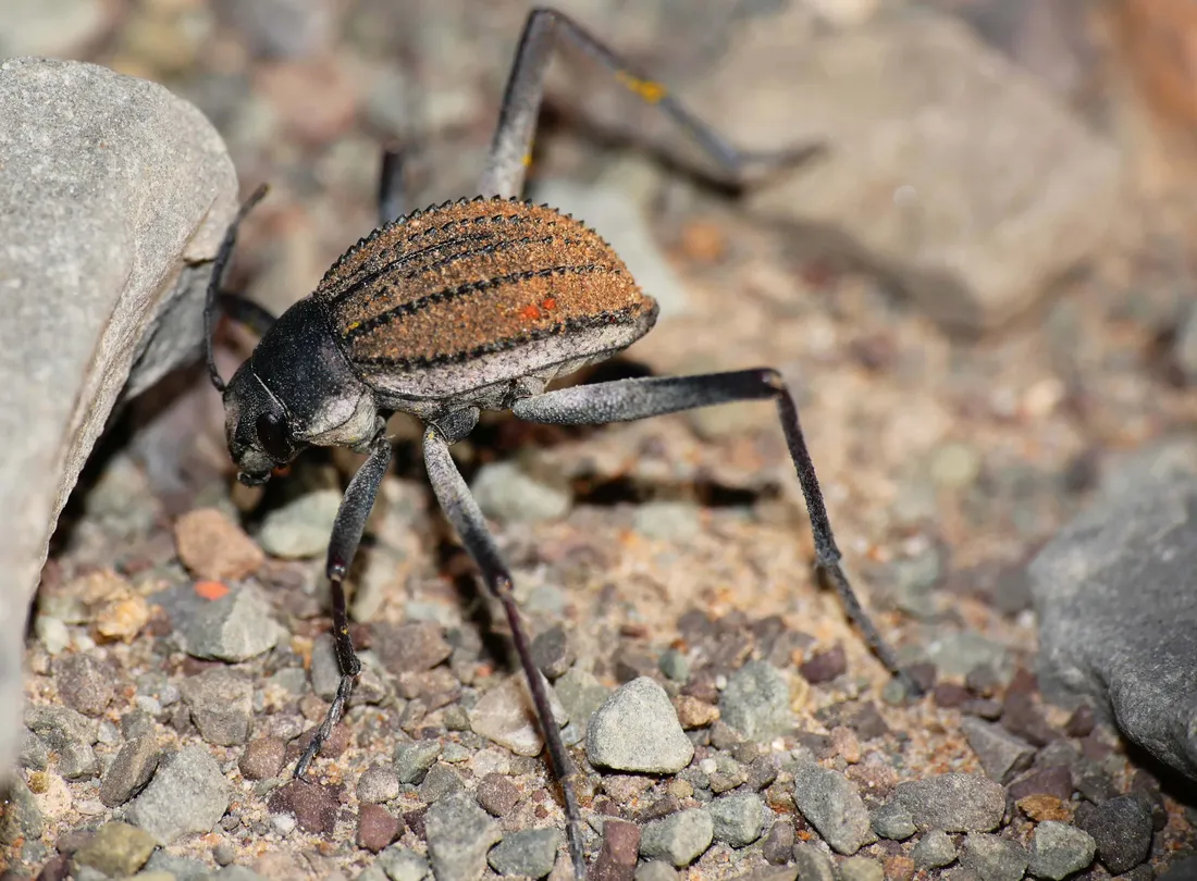Darkling Beetle