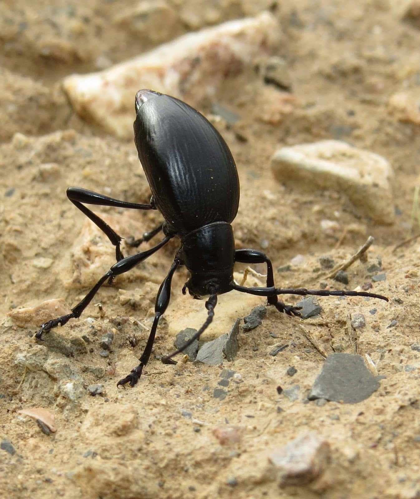 Darkling Beetle, sandy ground, glossy black, HD Phone Wallpaper