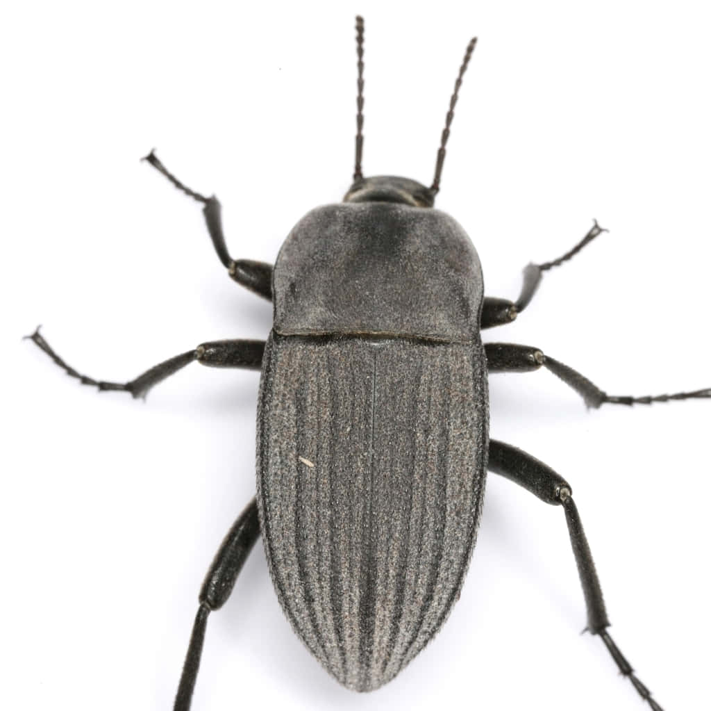 darkling beetle, dark gray, ridged elytra, SD Desktop Wallpaper