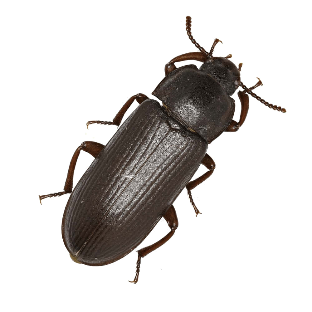 Darkling Beetle, dark brown, textured elytra, SD Desktop Wallpaper