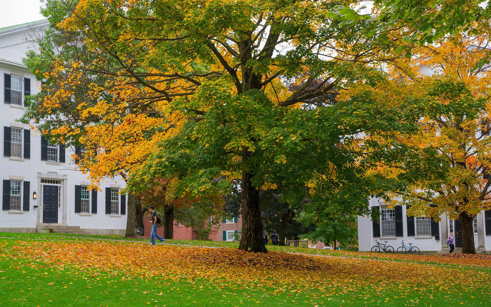 Dartmouth College, golden autumn leaves, grassy quad, Full HD Desktop Wallpaper