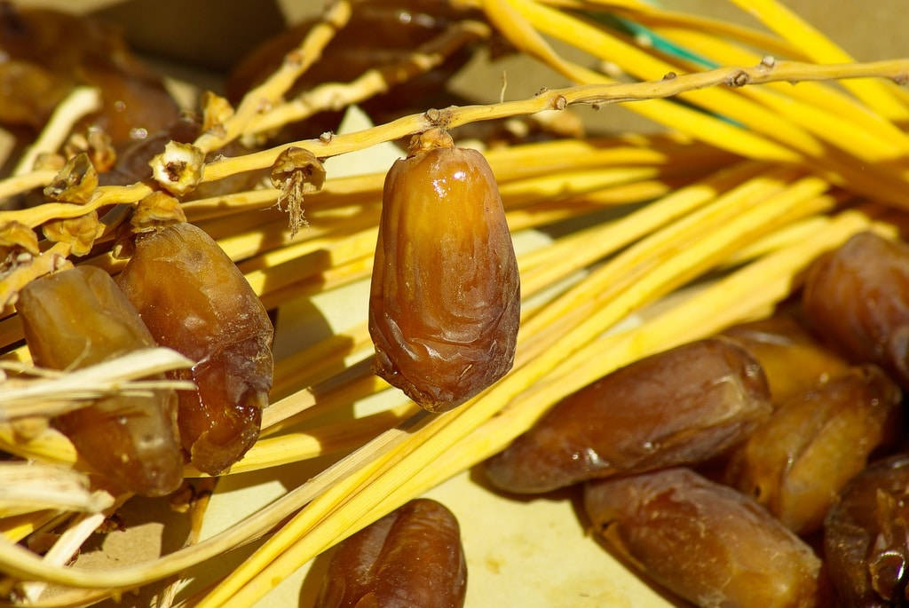 ripened dates, palm branch, dried fronds, SD Desktop Wallpaper