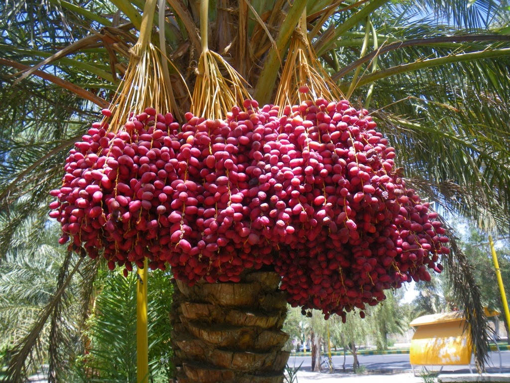 dates, palm tree, bright blue sky, SD Desktop Wallpaper
