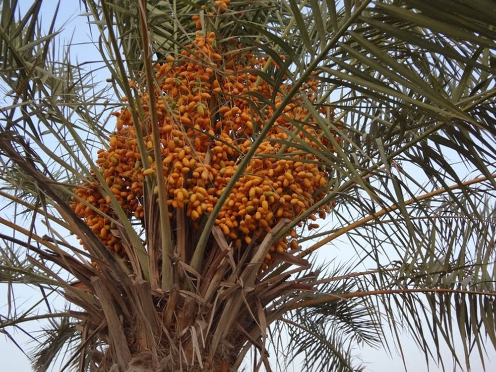dates fruit, palm tree, golden-orange dates, SD Desktop Wallpaper