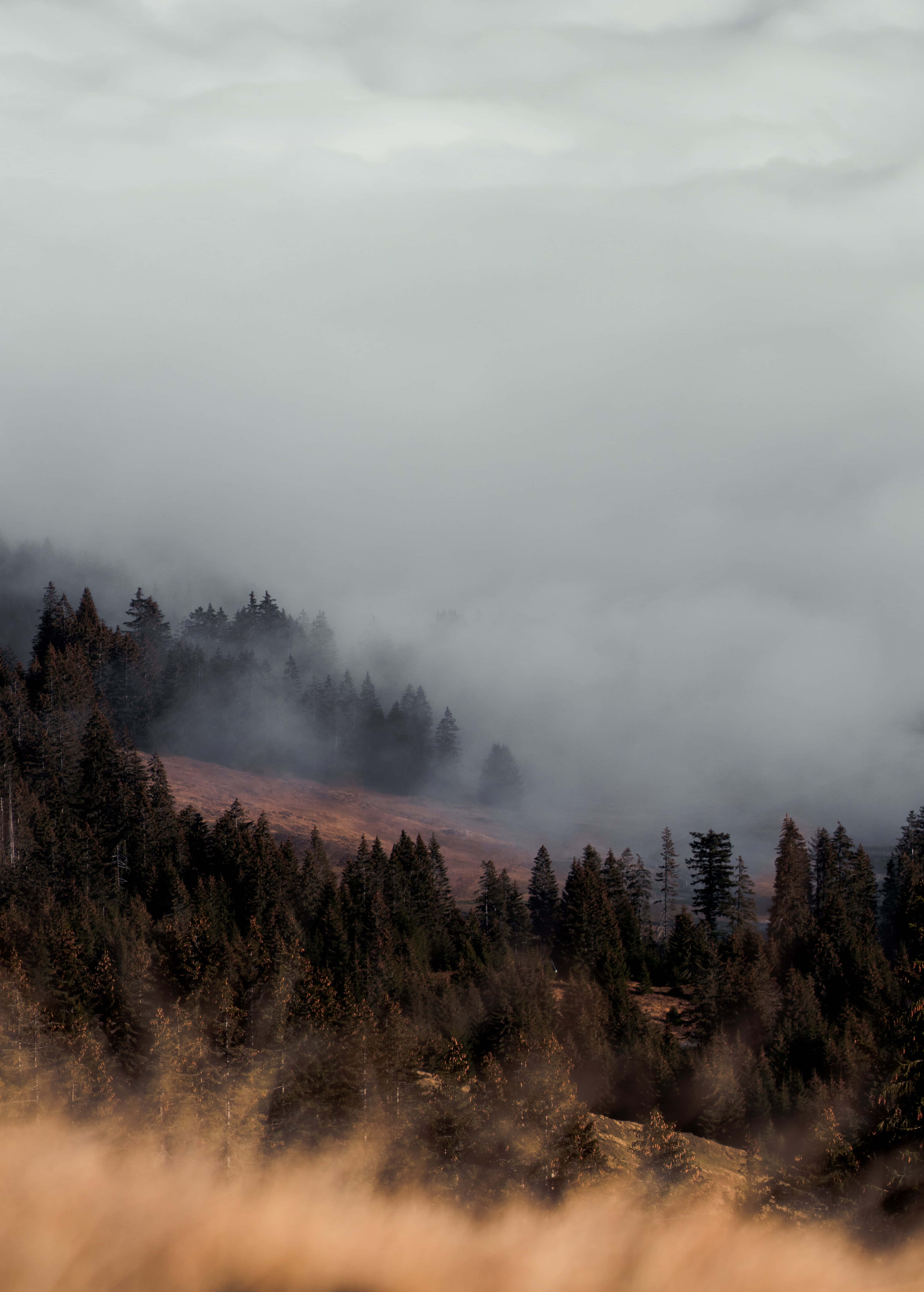 Daunting, mountain forest, evergreen trees, 5K Phone Wallpaper