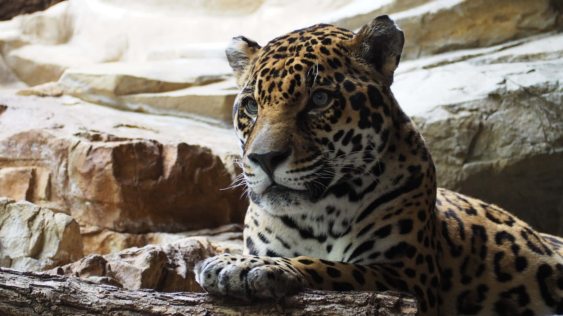 Daunting, jaguar, piercing green eyes, Full HD Desktop Wallpaper