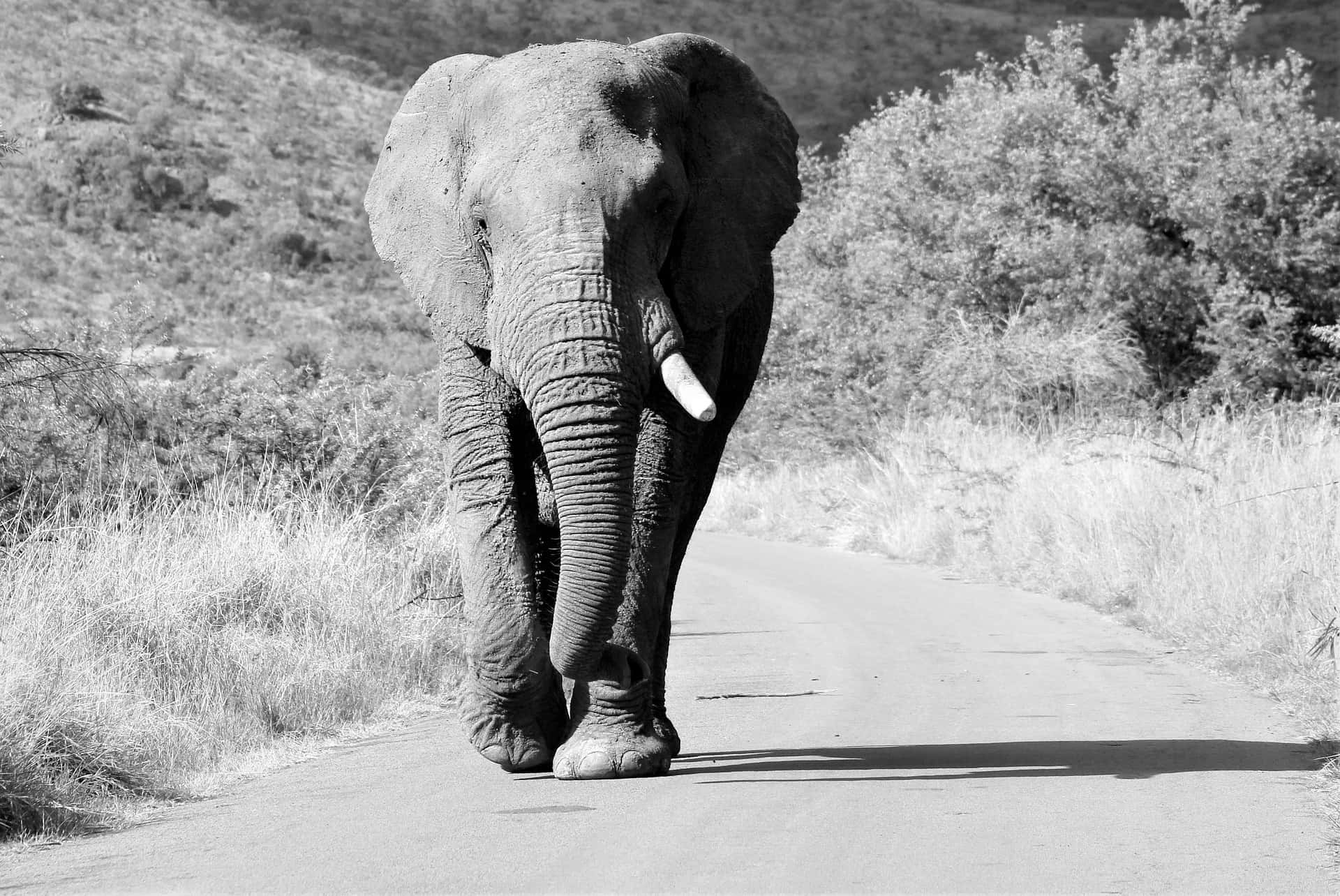 Daunting, elephant, rural road, Full HD Desktop Wallpaper