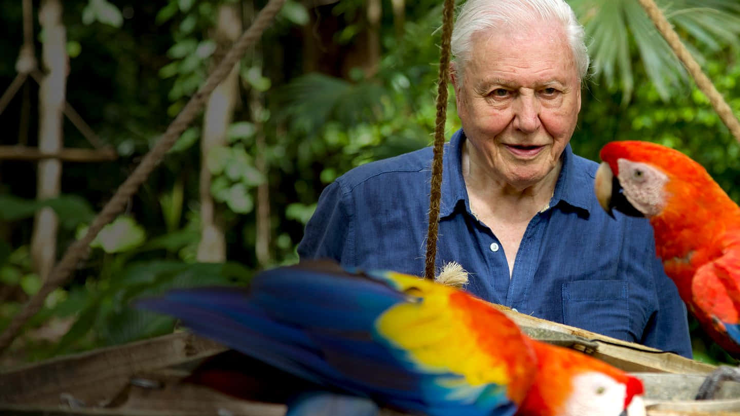 David Attenborough, blue shirt, red blue and yellow macaws, HD Desktop Wallpaper