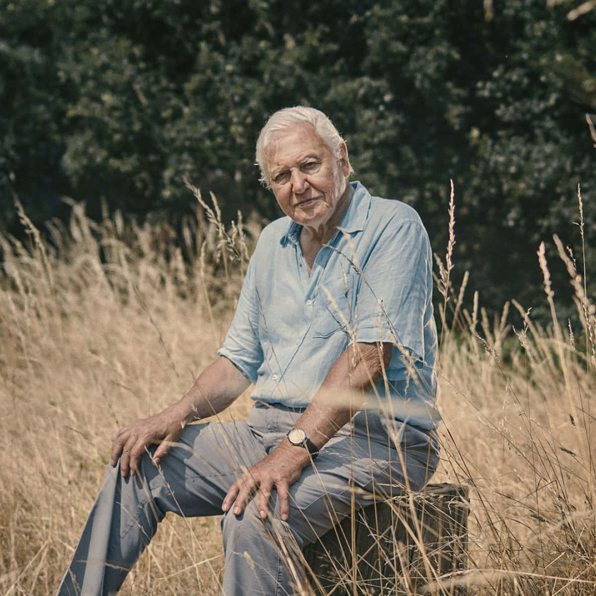 David Attenborough, white hair, tall golden grass, SD Desktop Wallpaper