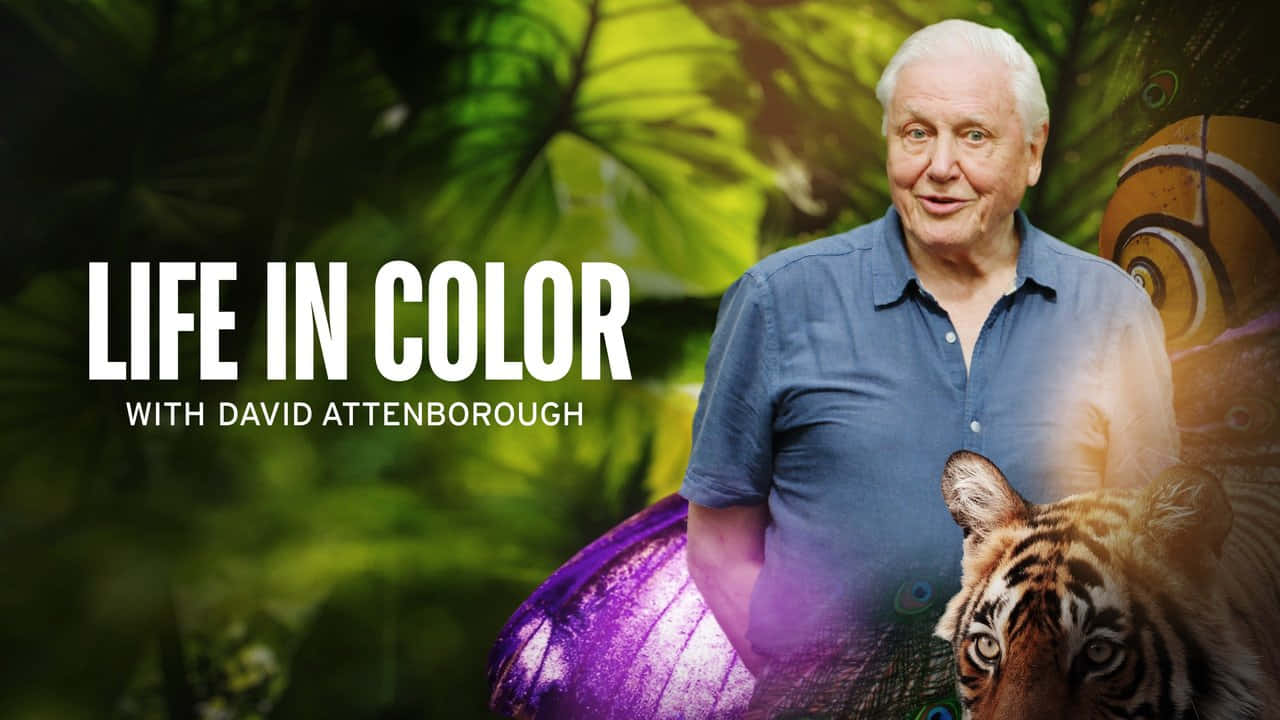 David Attenborough, jungle, tiger, HD Desktop Wallpaper