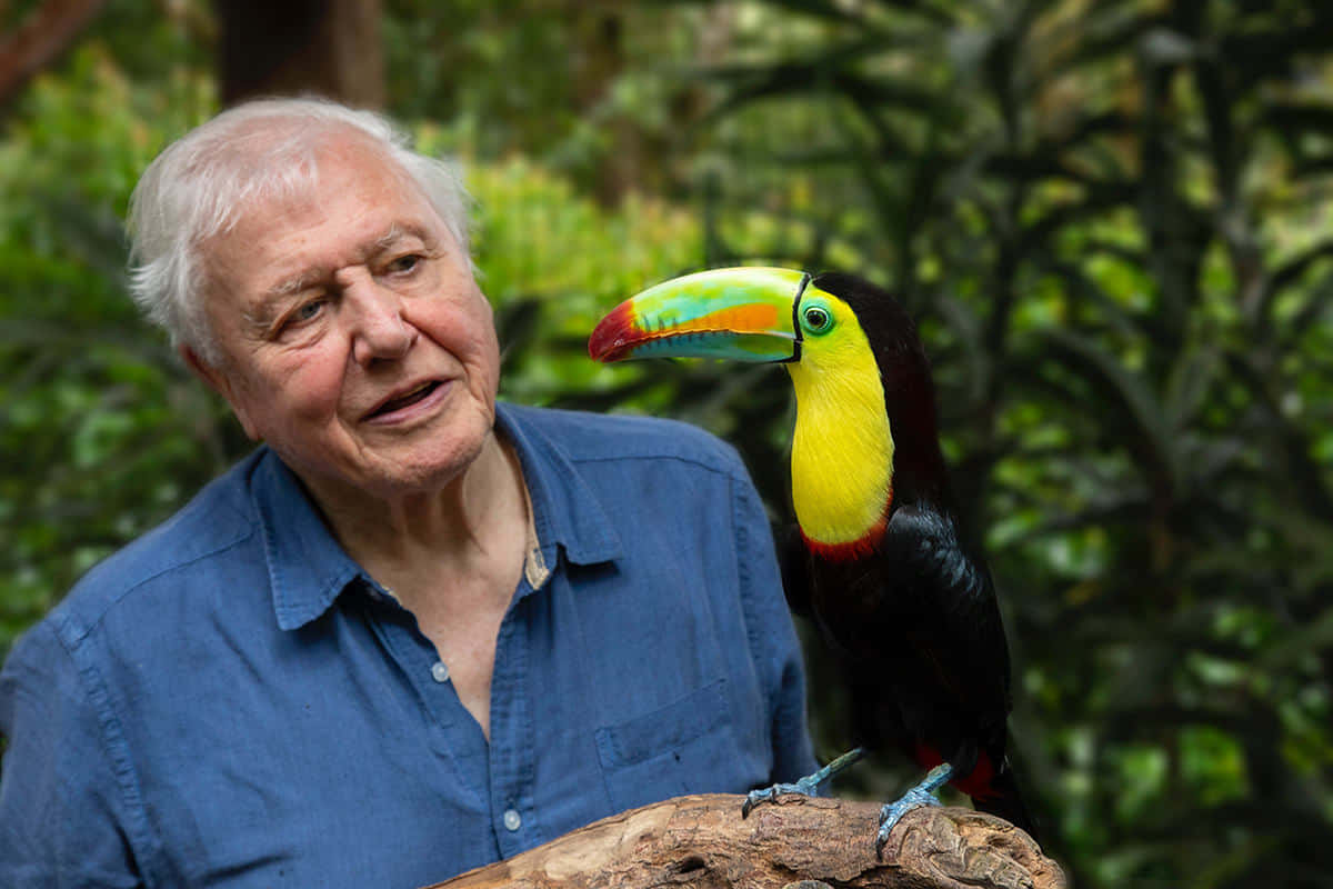 David Attenborough, blue shirt, vibrant toucan, SD Desktop Wallpaper