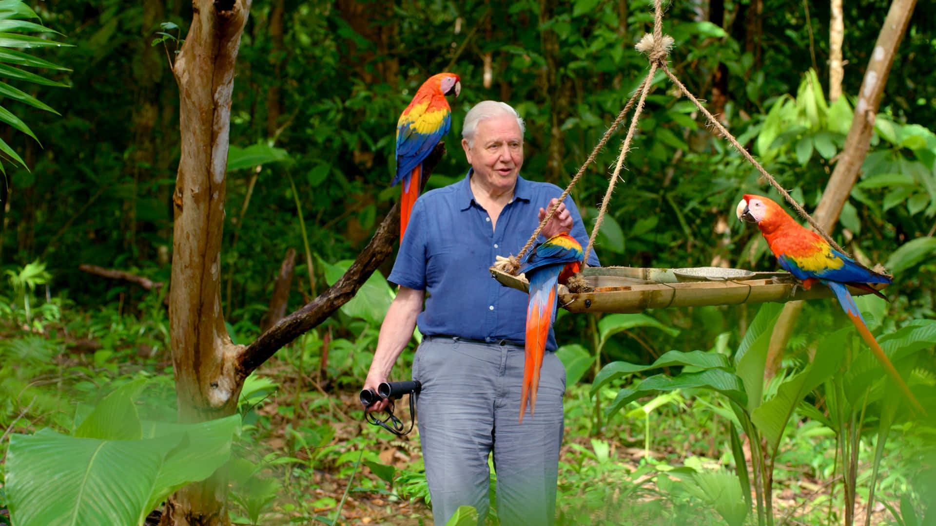 David Attenborough, blue shirt, lush green jungle, Full HD Desktop Wallpaper