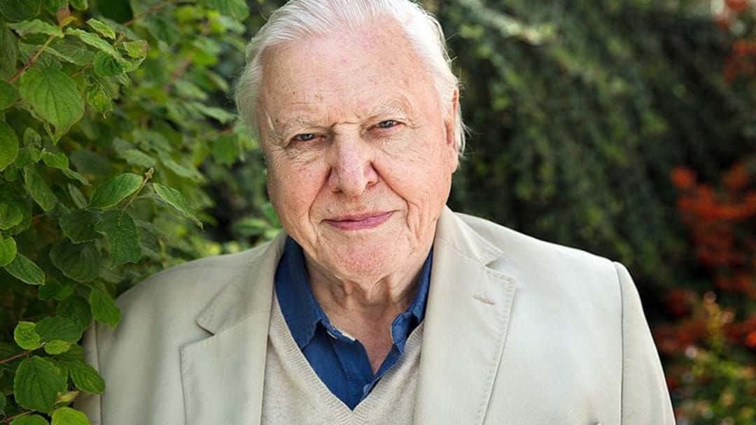 David Attenborough, white hair, lush green foliage, SD Desktop Wallpaper