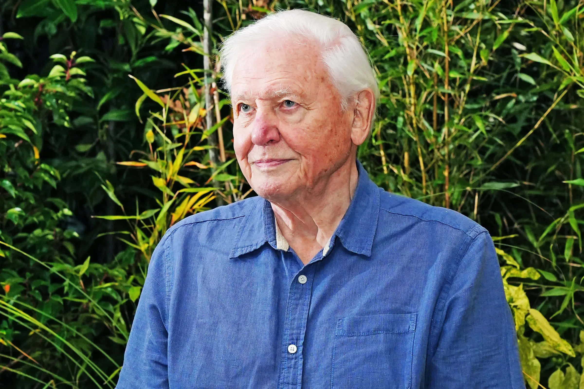 David Attenborough, white hair, blue shirt, Full HD Desktop Wallpaper