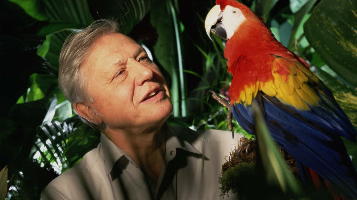 David Attenborough, macaw, red yellow and blue, SD Desktop Wallpaper