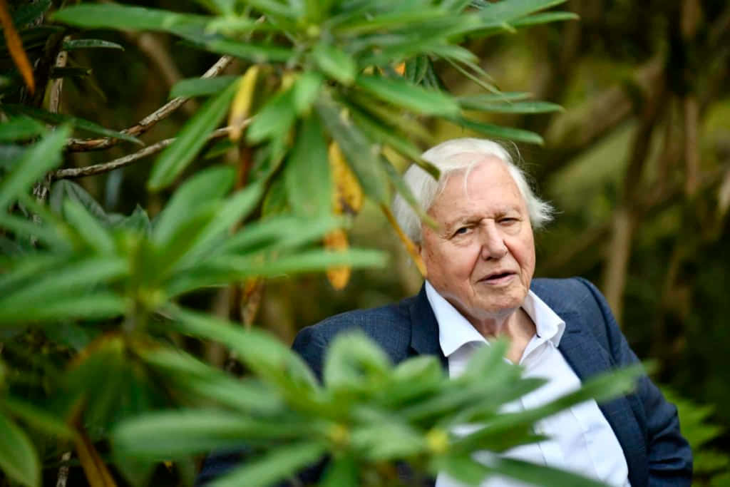 David Attenborough, white hair, dark blazer, SD Desktop Wallpaper