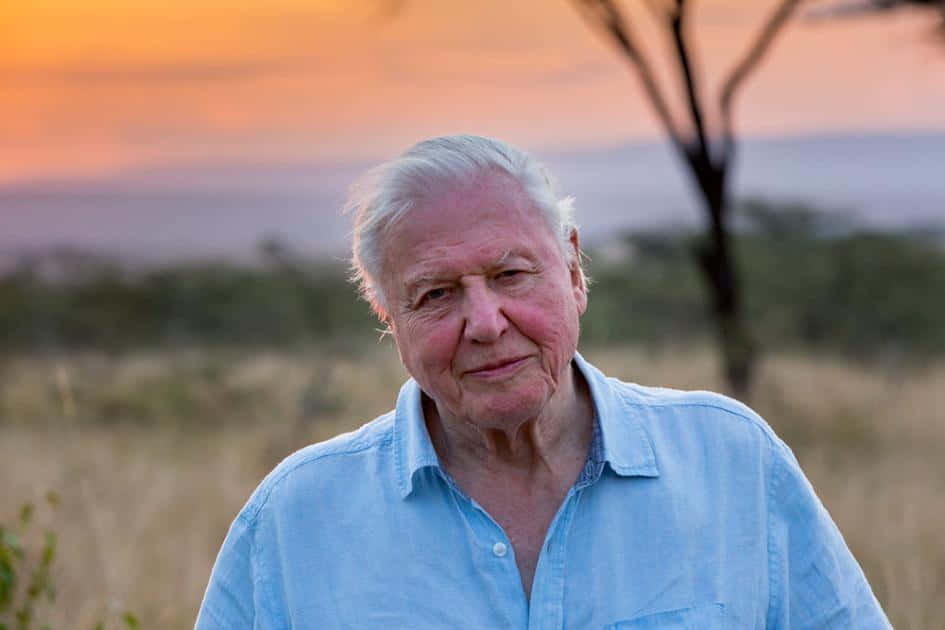 David Attenborough, golden savanna, sunset, SD Desktop Wallpaper