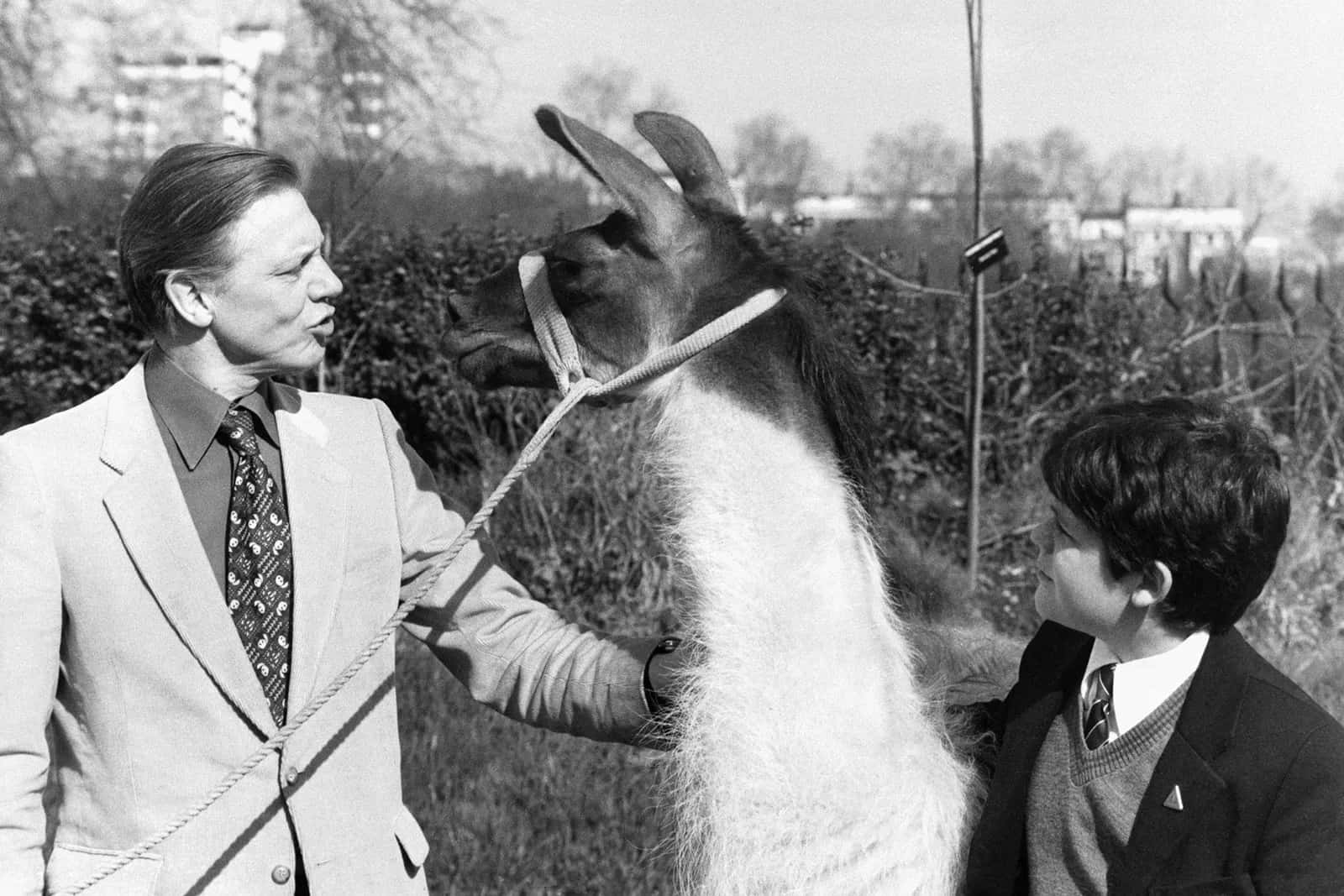 David Attenborough, llama, fenced outdoor area, HD Desktop Wallpaper