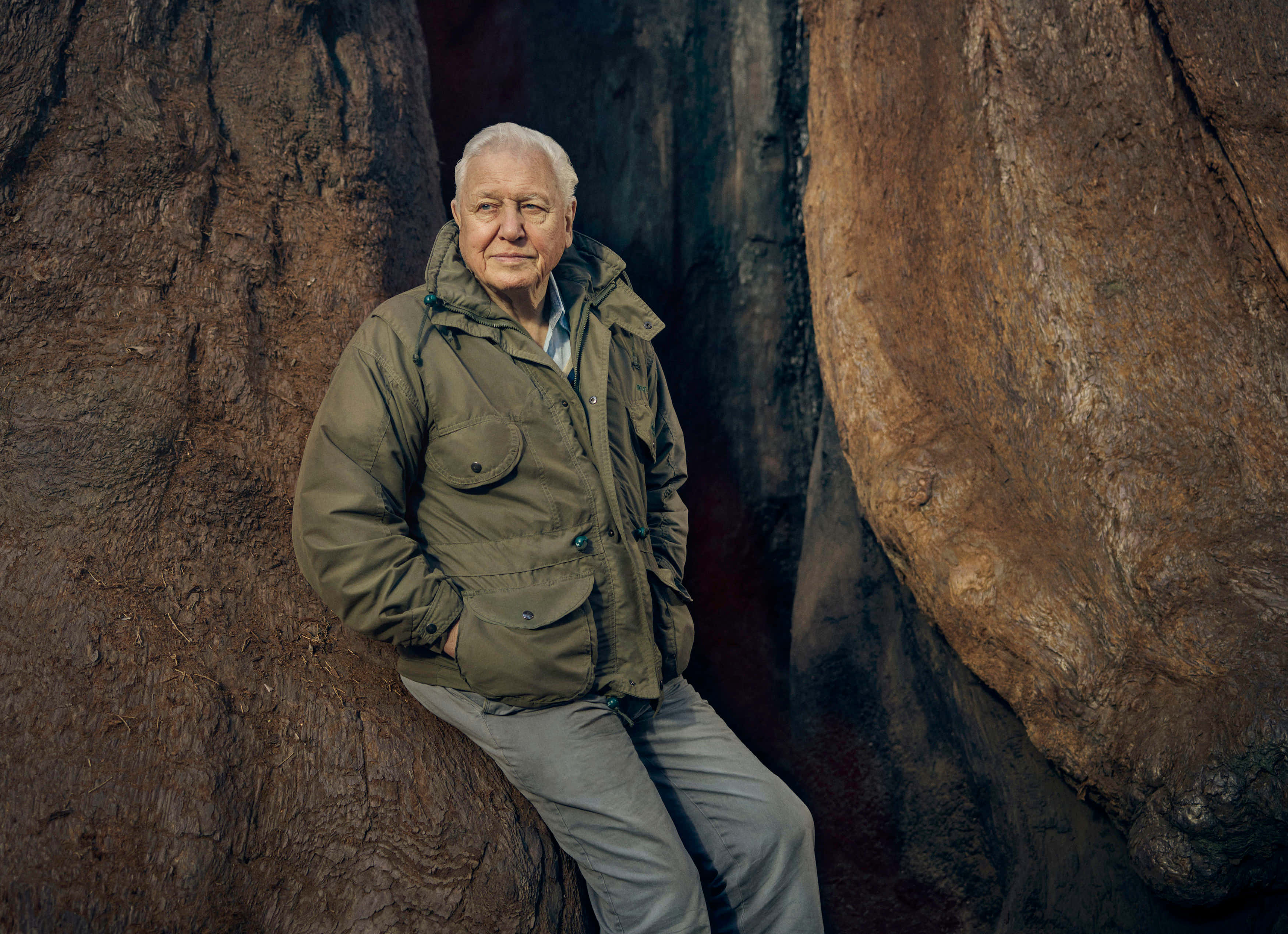David Attenborough, green jacket, textured tree trunks, 2K Desktop Wallpaper