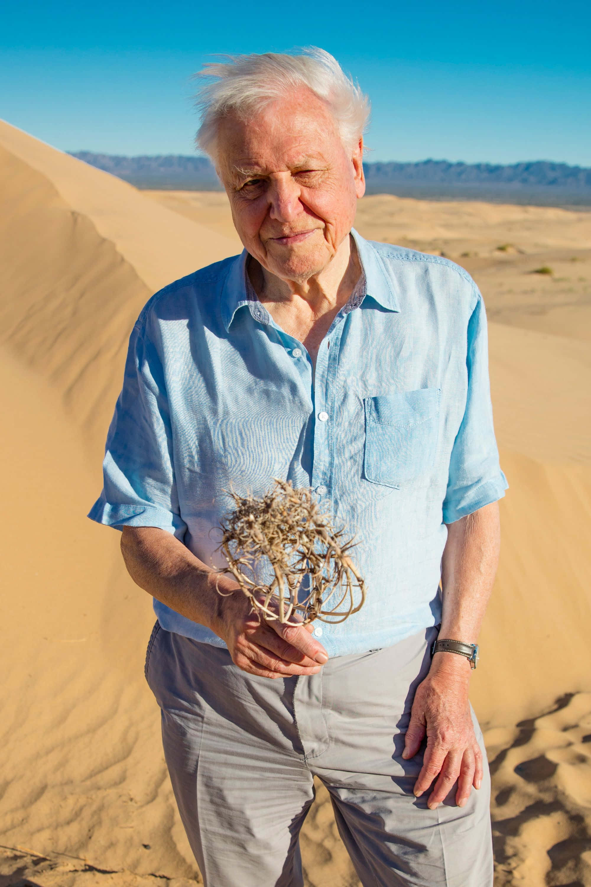 David Attenborough, blue shirt, sunlit desert, 2K Phone Wallpaper