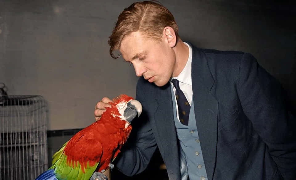 David Attenborough, vibrant red green and blue macaw, suit, SD Desktop Wallpaper