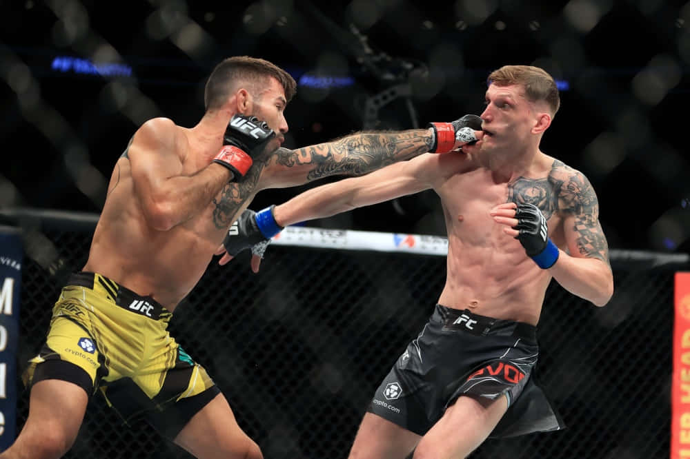 David Dvořák, MMA fighters, cage, SD Desktop Wallpaper