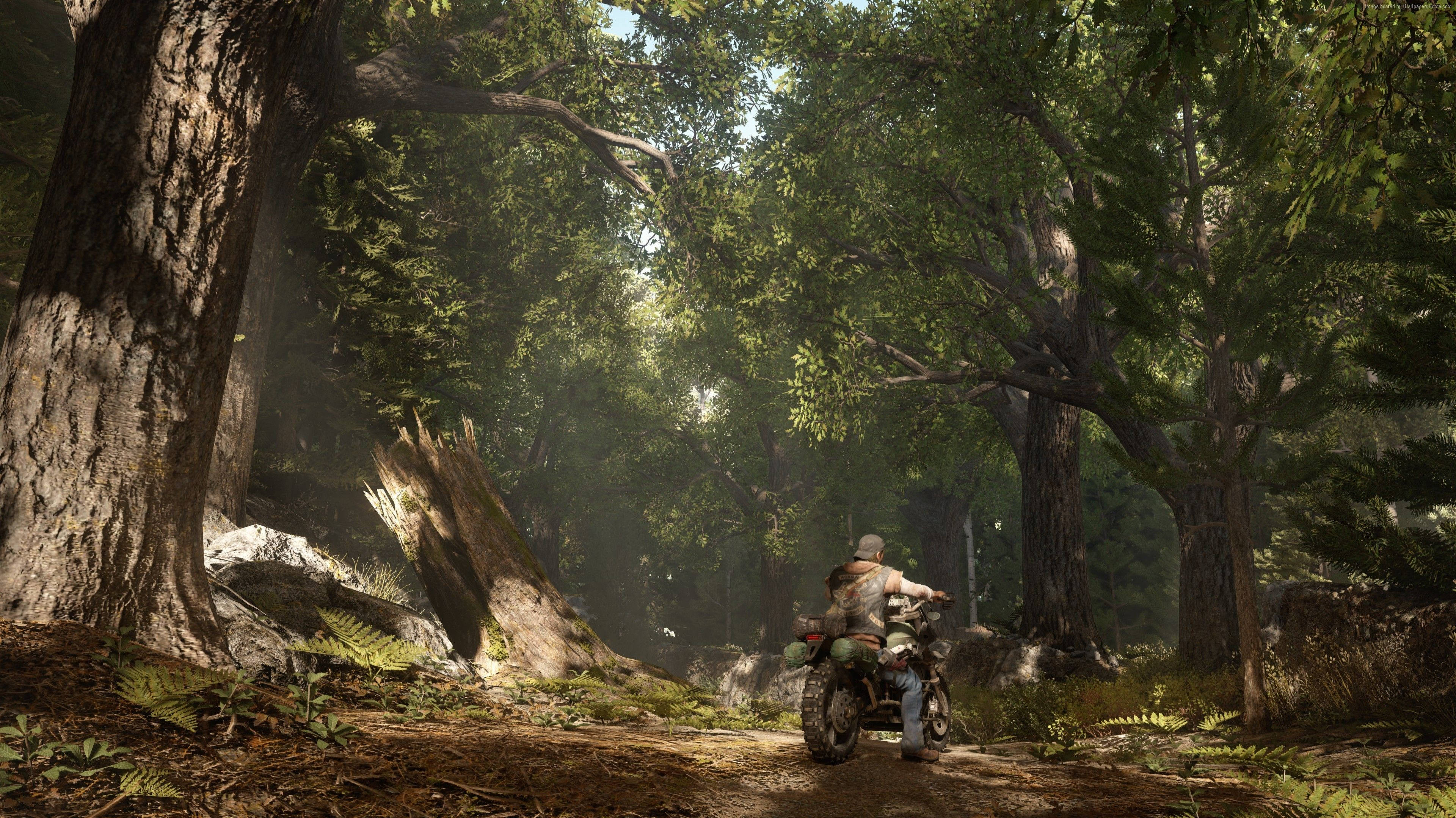 Days Gone, rugged motorcycle, sun-dappled forest, 4K Desktop Wallpaper