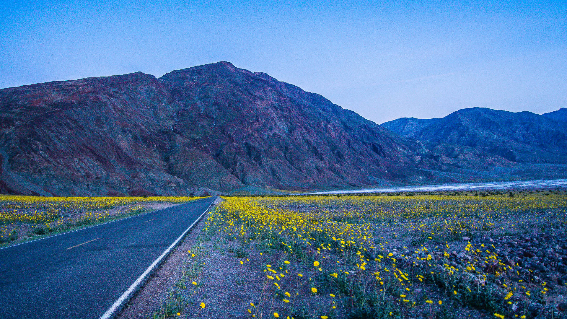 yellow flower field, Death Valley, winding road, Full HD Desktop Wallpaper
