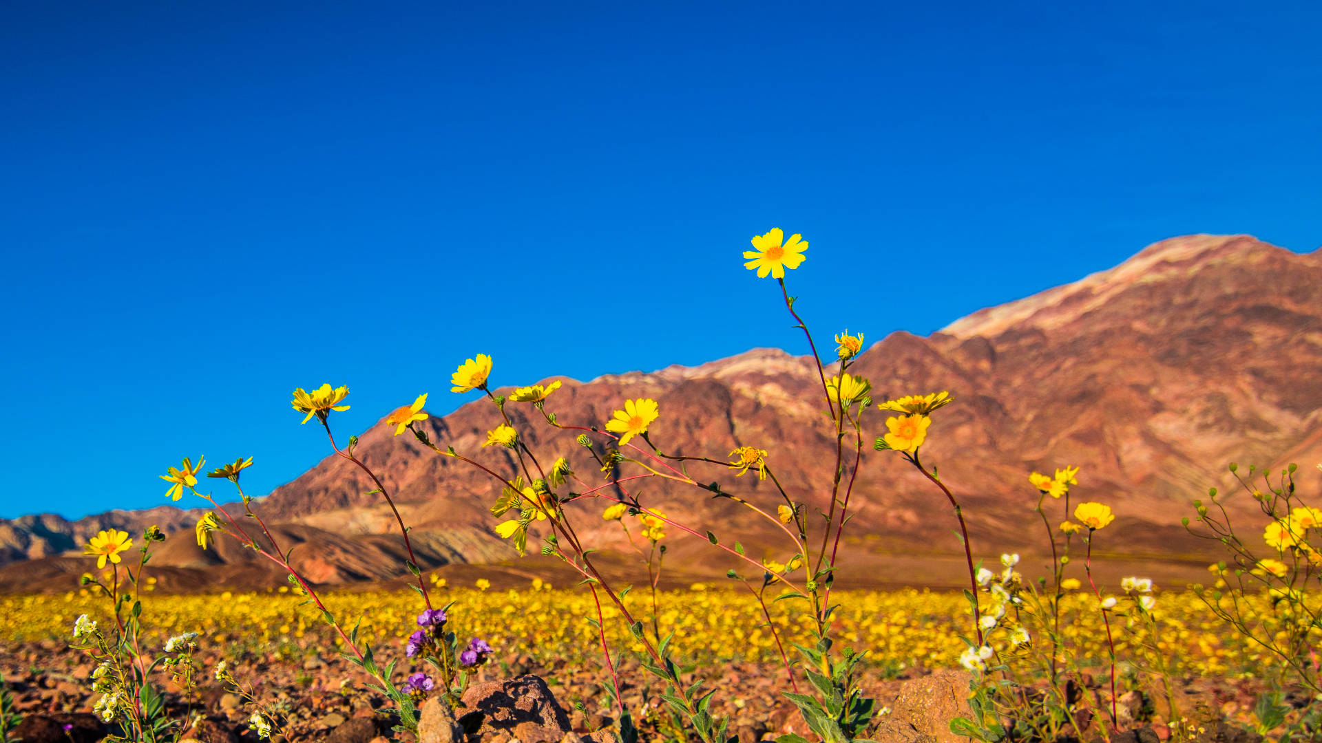 Death Valley, yellow flowers, rugged red mountains, Full HD Desktop Wallpaper