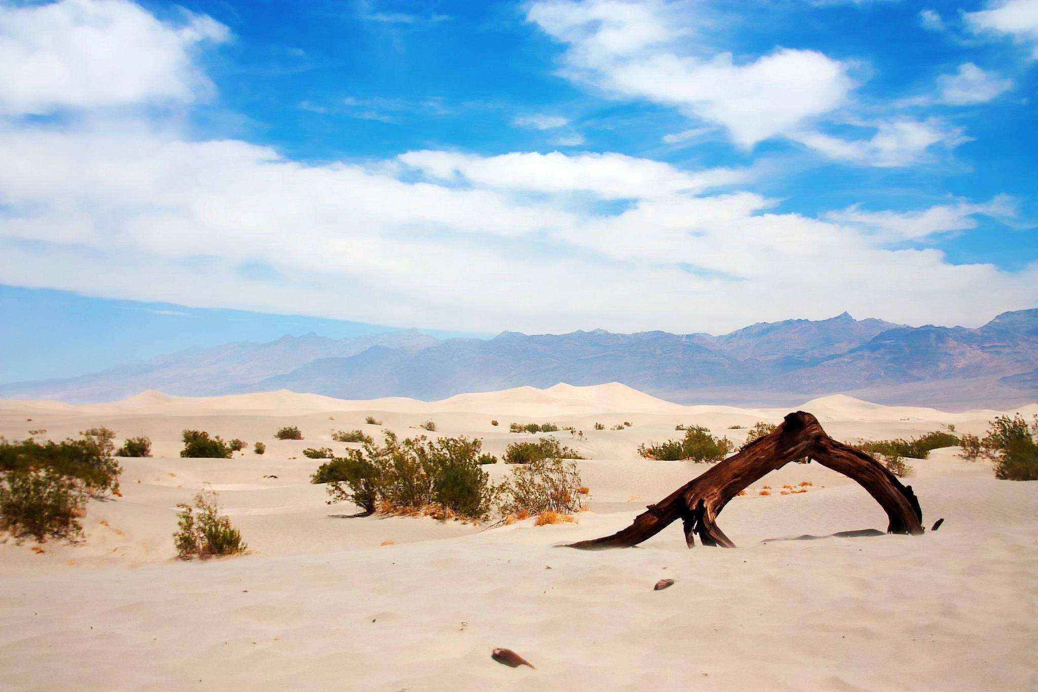 tree bark, desert, white sand dunes, Full HD Desktop Wallpaper