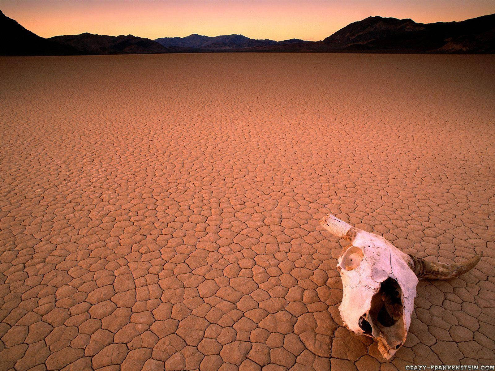 cow skull, dry valley, cracked earth, HD Desktop Wallpaper