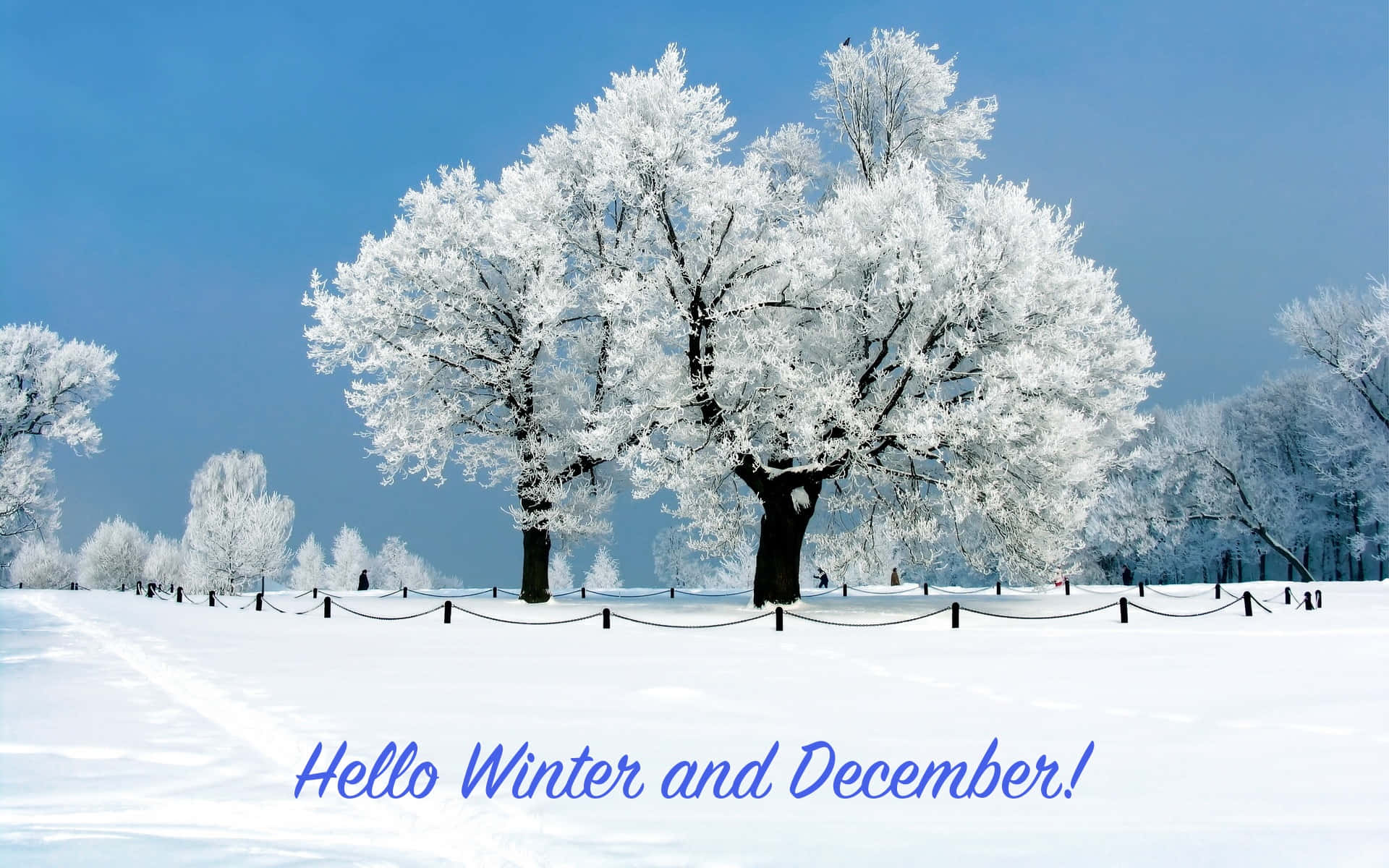 winter welcome december landscape, snow-covered tree, serene winter park, Full HD Desktop Wallpaper