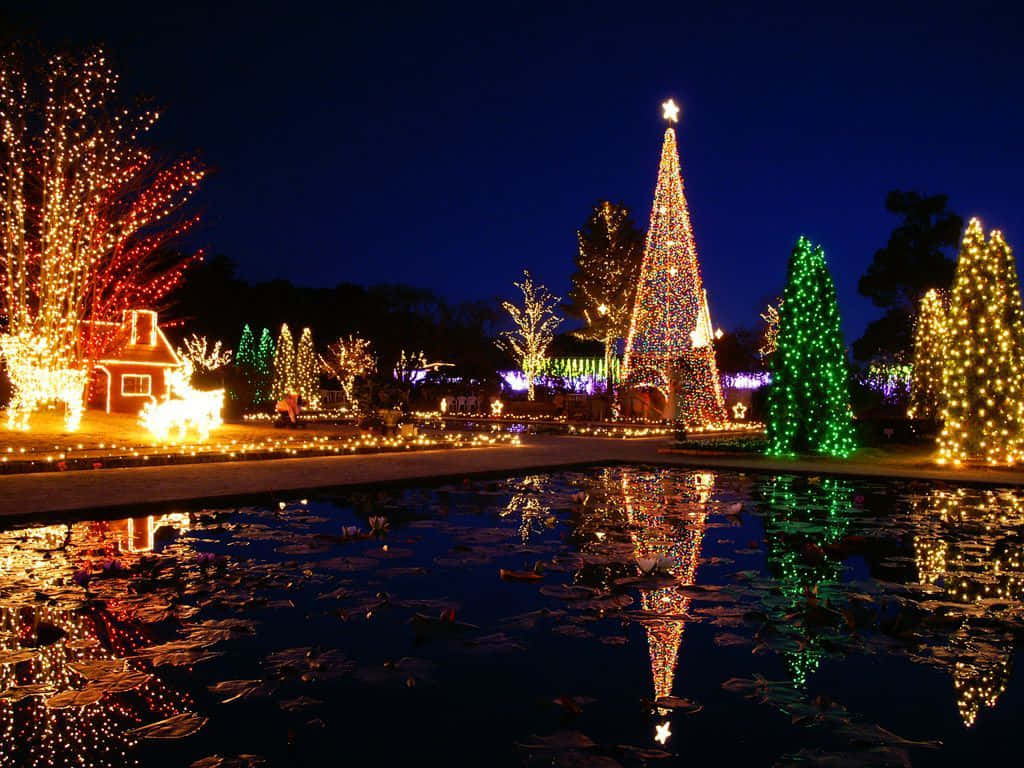 Christmas, nighttime, towering light-covered tree, SD Desktop Wallpaper