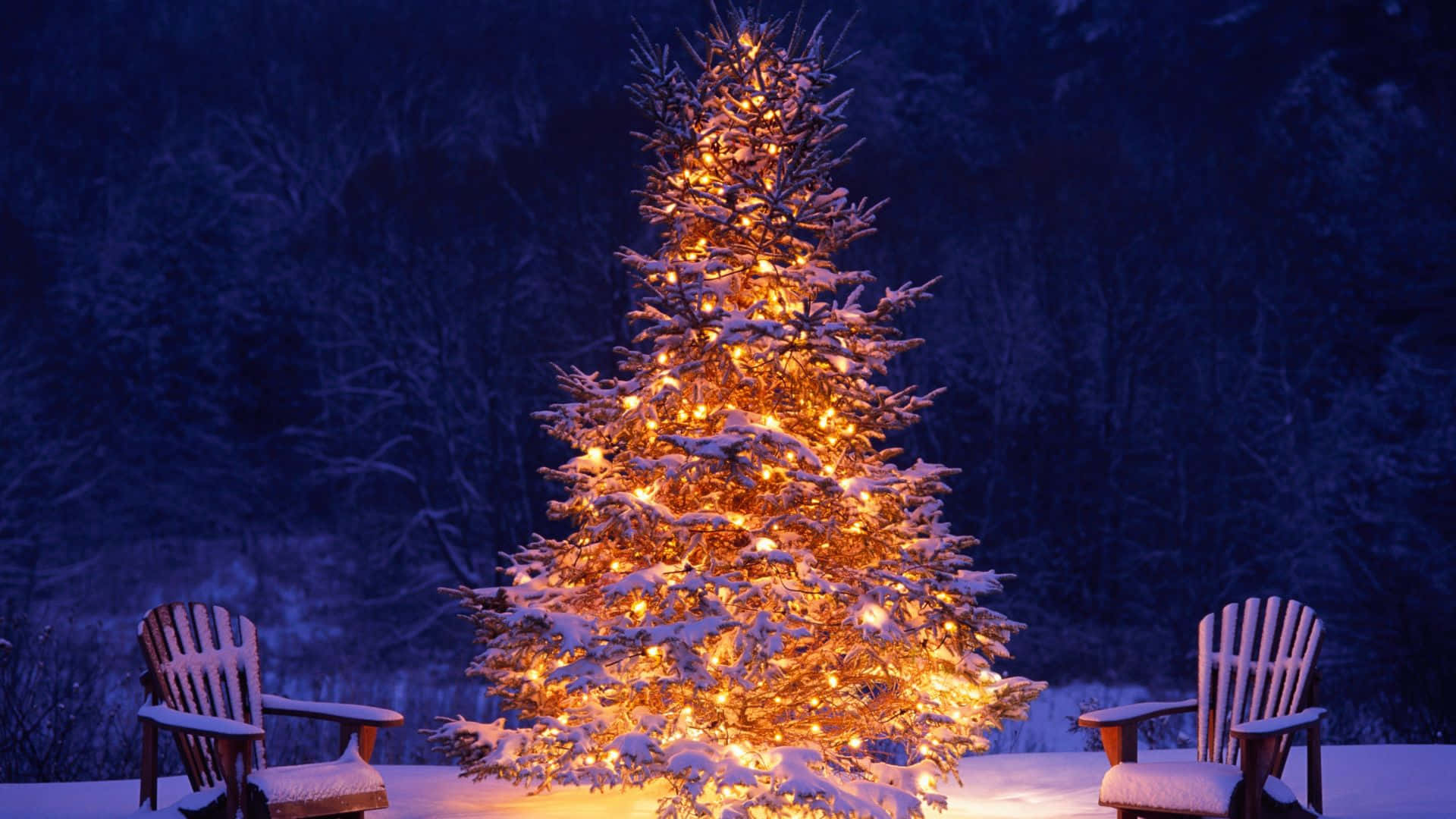 Christmas, snow-covered evergreen tree, string lights, Full HD Desktop Wallpaper