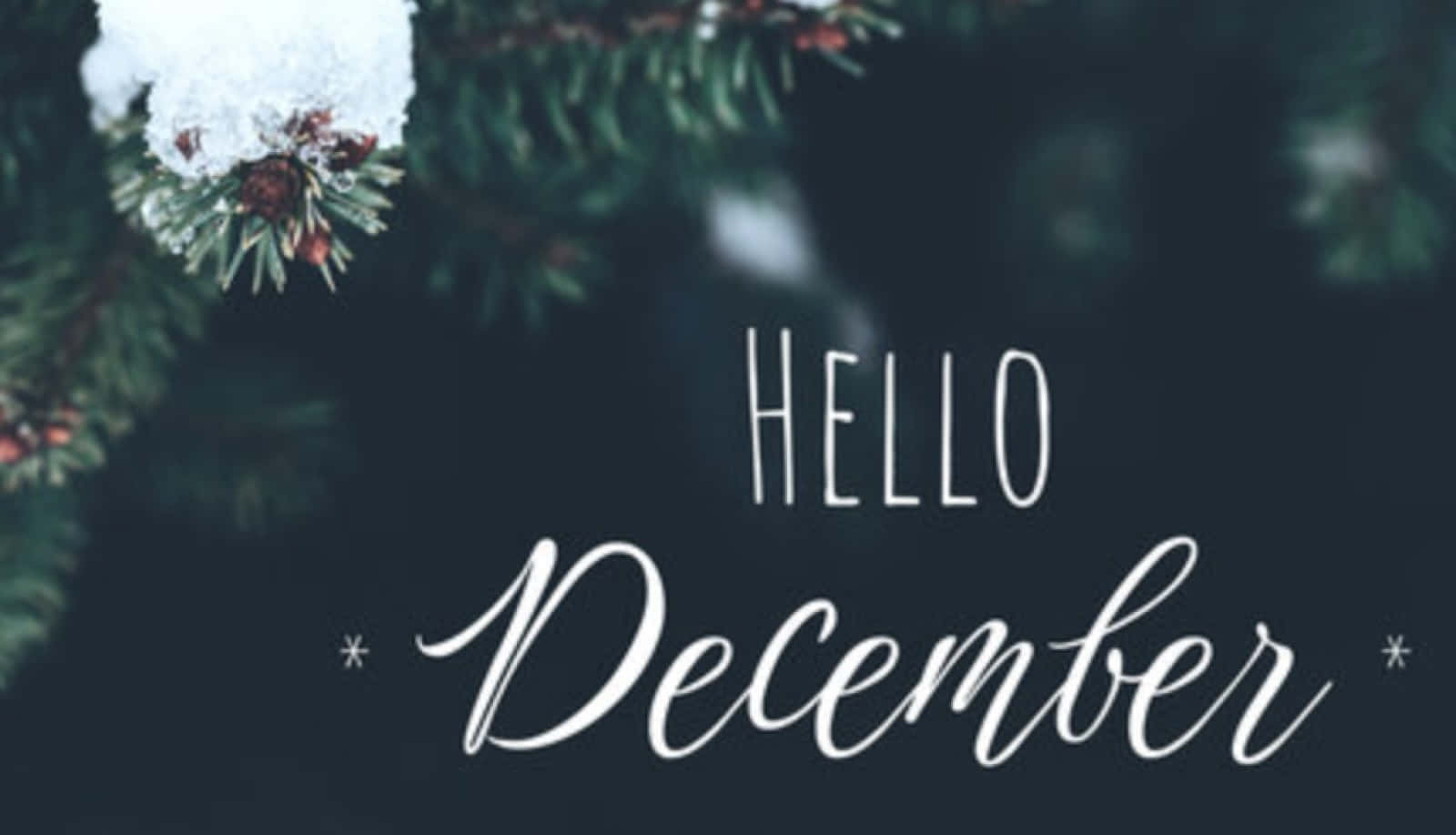 hello december, snowy pine branches, white text, HD Desktop Wallpaper