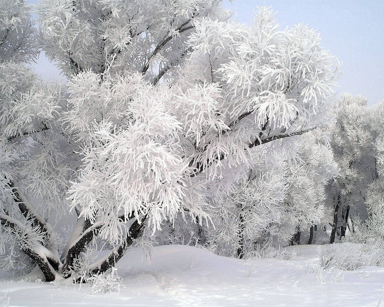 December, snow trees, frost, HD Desktop Wallpaper