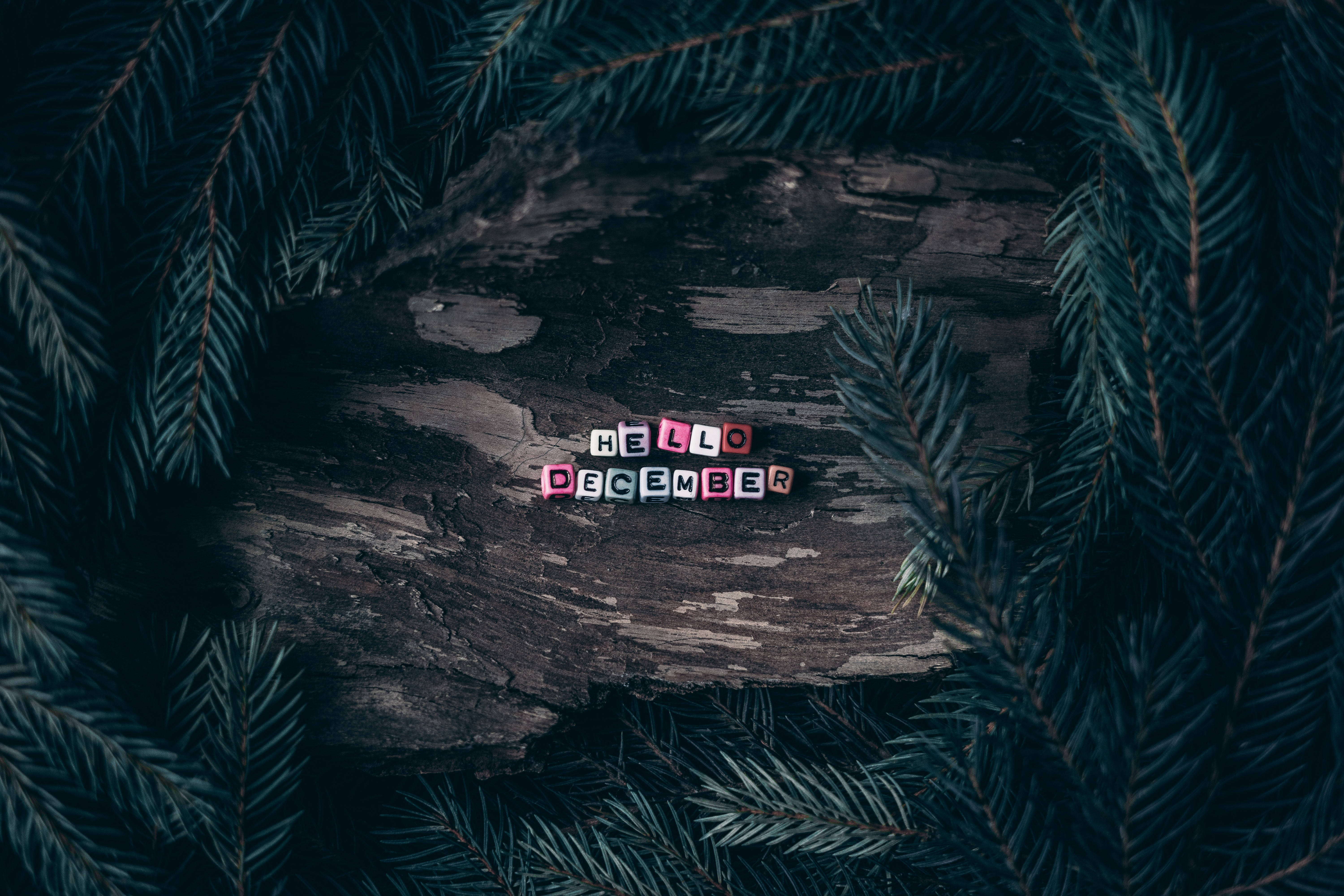 December, pine woods, colorful letter blocks, 5K Desktop Wallpaper