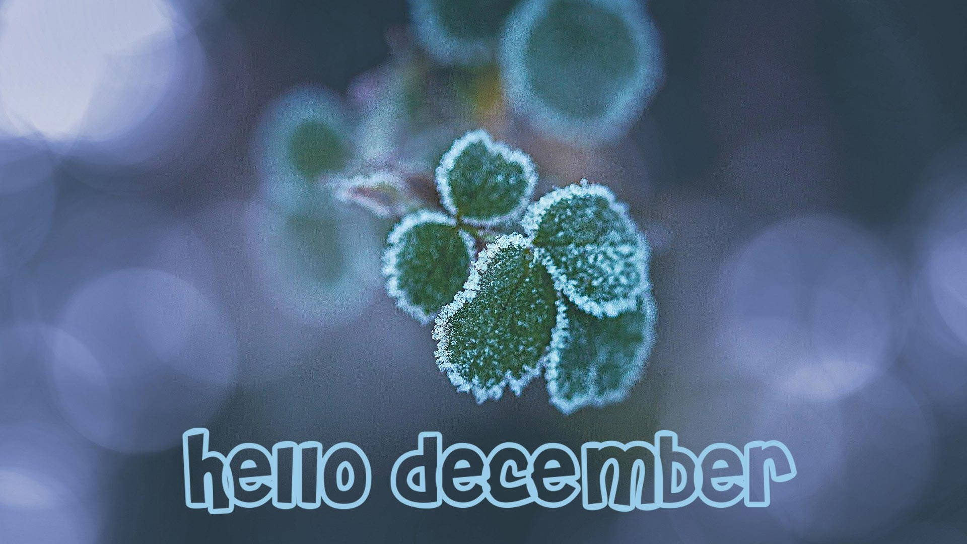 hello december, frosty leaves, vibrant green clover leaves, Full HD Desktop Wallpaper