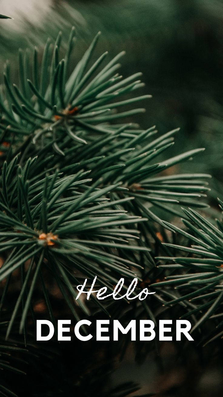 December, pine leaves, evergreen pine needles, HD Phone Wallpaper